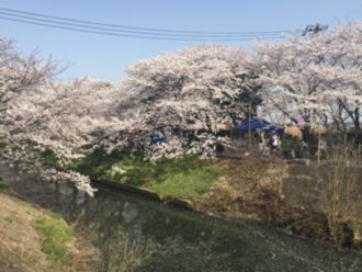 20180409桜橋5.jpg