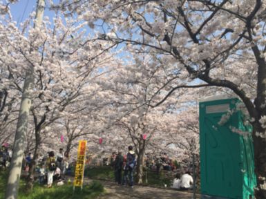 20180409桜.jpg