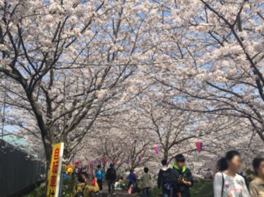 20180409桜2.jpg