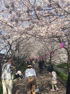 20180409桜3.jpg