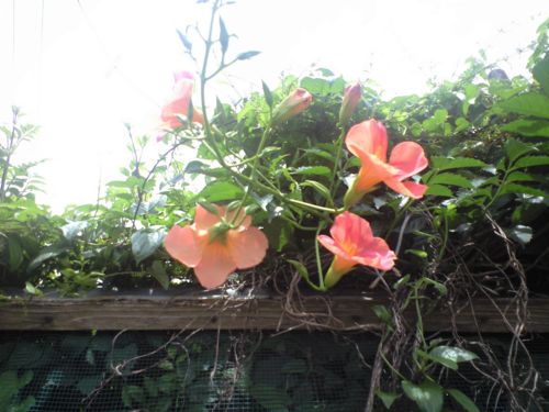 20130706chibahigashis.jpg