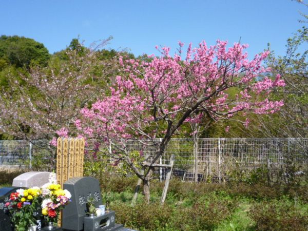 hunabashi20130407.b.jpg