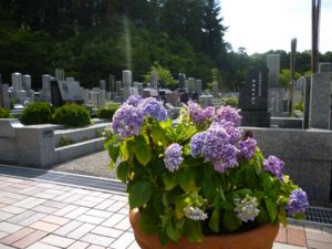 sakura20130706.g.jpg