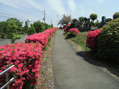 ichikawa20170508a.jpg