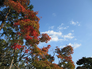 kansai_20121109a.jpg