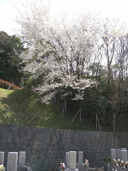 kansaishisya20130407d.jpg