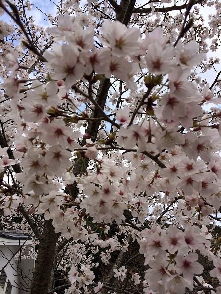 kansaishisya20140404e.jpg