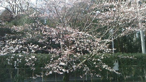 20200322e.jpg