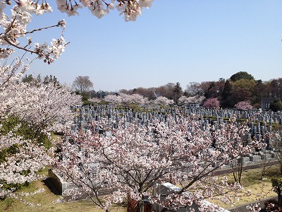 iwatuki2012040901.jpg