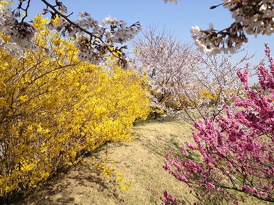 iwatuki2012040903.jpg