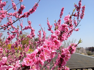 iwatuki2012040906.jpg