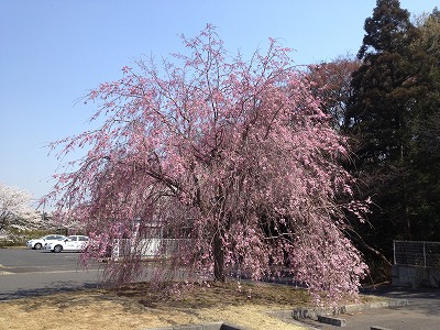 iwatuki2012040907.jpg