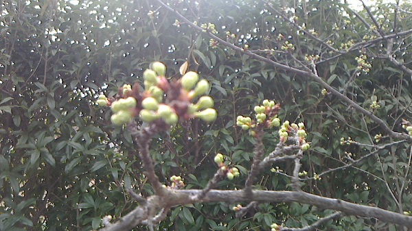 kourin2019319b.jpg