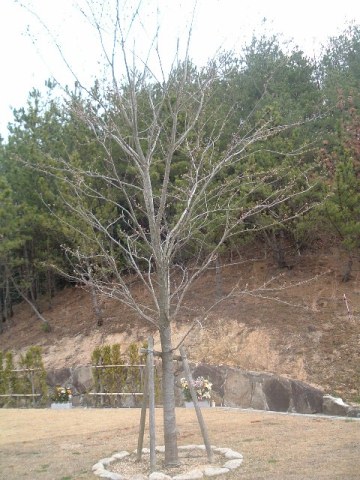 koubeseichi20130325c.jpg