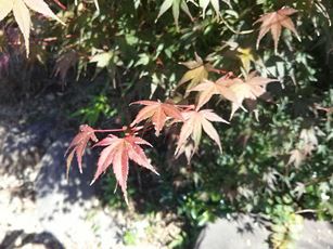 koubeseichi20161023e.jpg