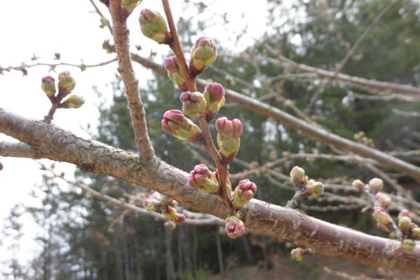 koubeseichi20190328b.JPG