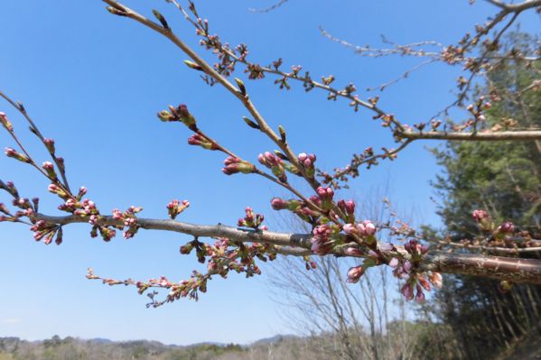 koubeseichi20190406b.JPG