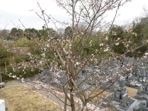 koubeseichi20200328e.JPG