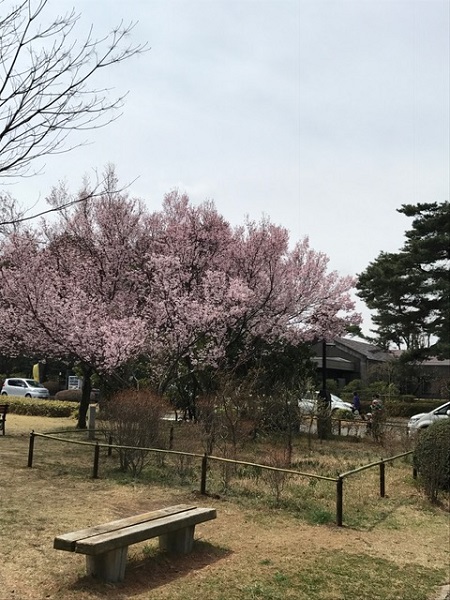 kodaira20180402a.jpg