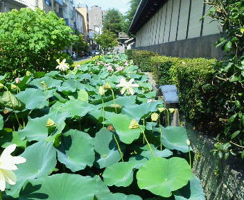 honganji hasu-4 201707.jpg