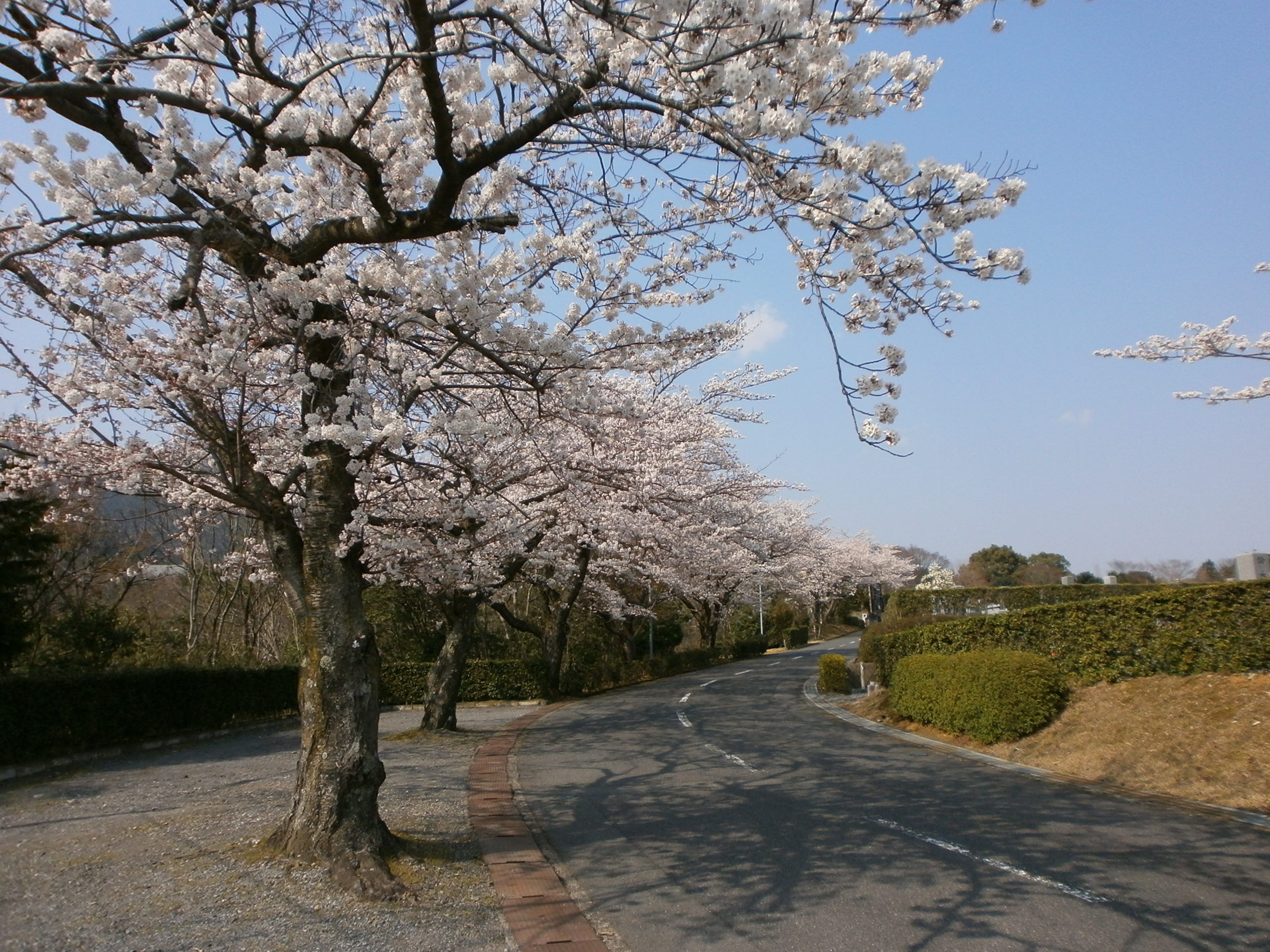 kyoto20140411a.JPG