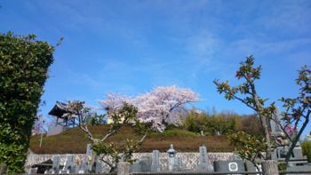 kyoto20150407c.jpg