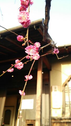 momoyama20150330b.jpg