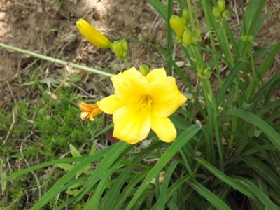 machidaizumi2012060405.JPG