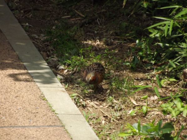 machidaizumi2012060901.JPG