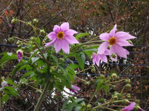machiizu20121111b.jpg