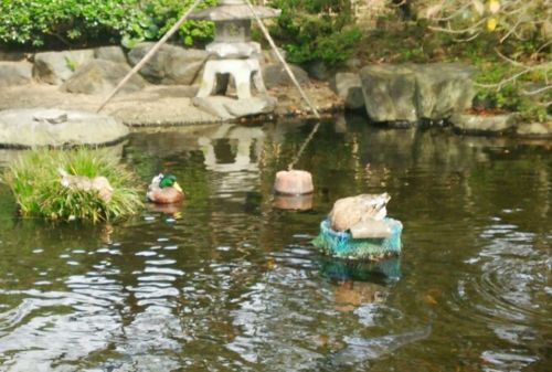 茅ヶ崎公園墓地で日向ぼっこをするカモ