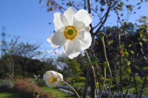 machida20141018b.jpg