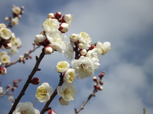 machida201527b.jpg