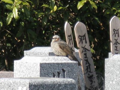 takanawa2013224b.jpg