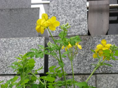 takanawa2013326a.jpg