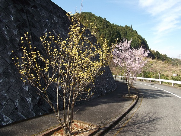 chihaya2020.4.2c.jpg