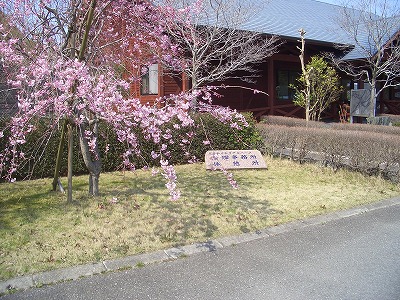 2012 五色八重桜.jpg
