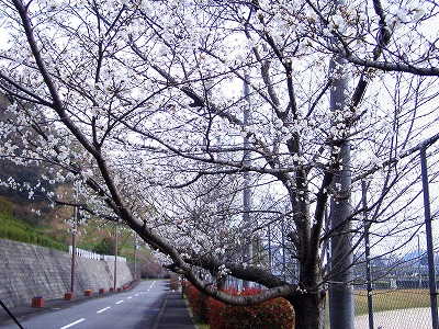 2013 五色桜②.jpg