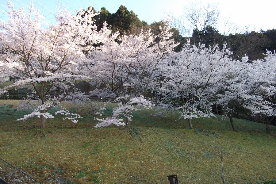 chihaya20190409a.jpg