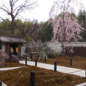養徳院 桜の風景