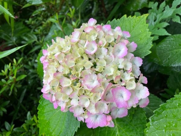 angyo-2025531d.jpg