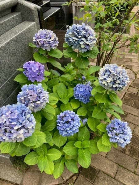 hongouakamon-2026623c.jpg