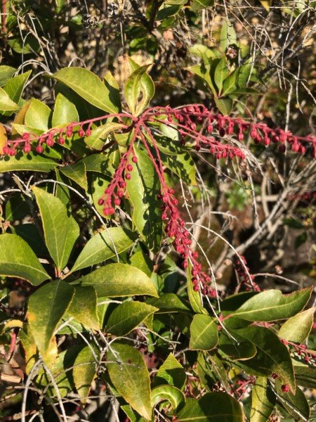 angyo-20211211c.jpg