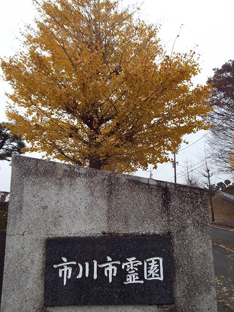 ichikawa-info-20211122a.JPG