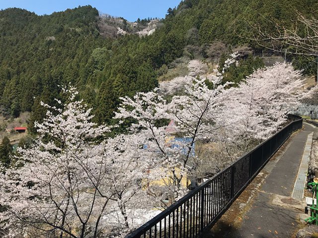 okutama-20220411a.jpg