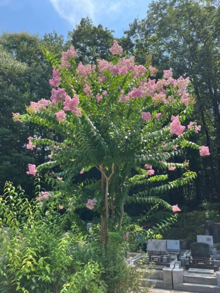 iruma-202584a.jpg