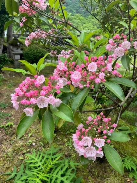 okutama-2026524aaa.jpg