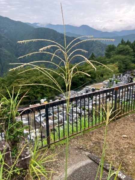 okutama-202694c.jpg