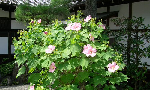 養徳院 季節の花々