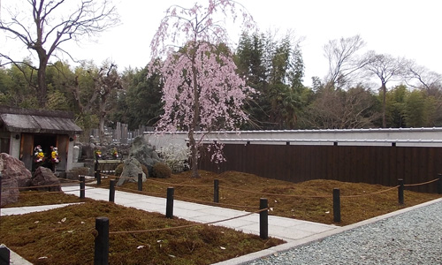養徳院 桜の風景 2